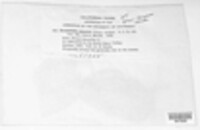 Tranzschelia discolor image